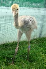 Blue White Yellow on 28th June 2013 Blue White Yellow on 28th June 2013